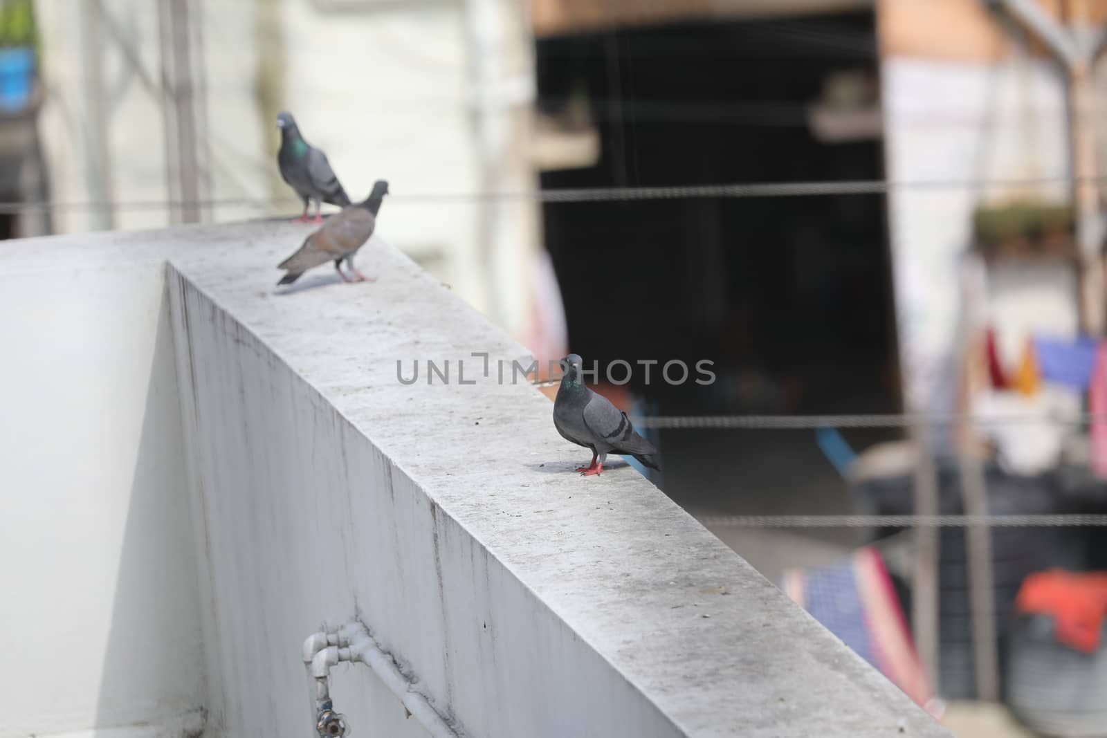 Close up of the Pigeon
