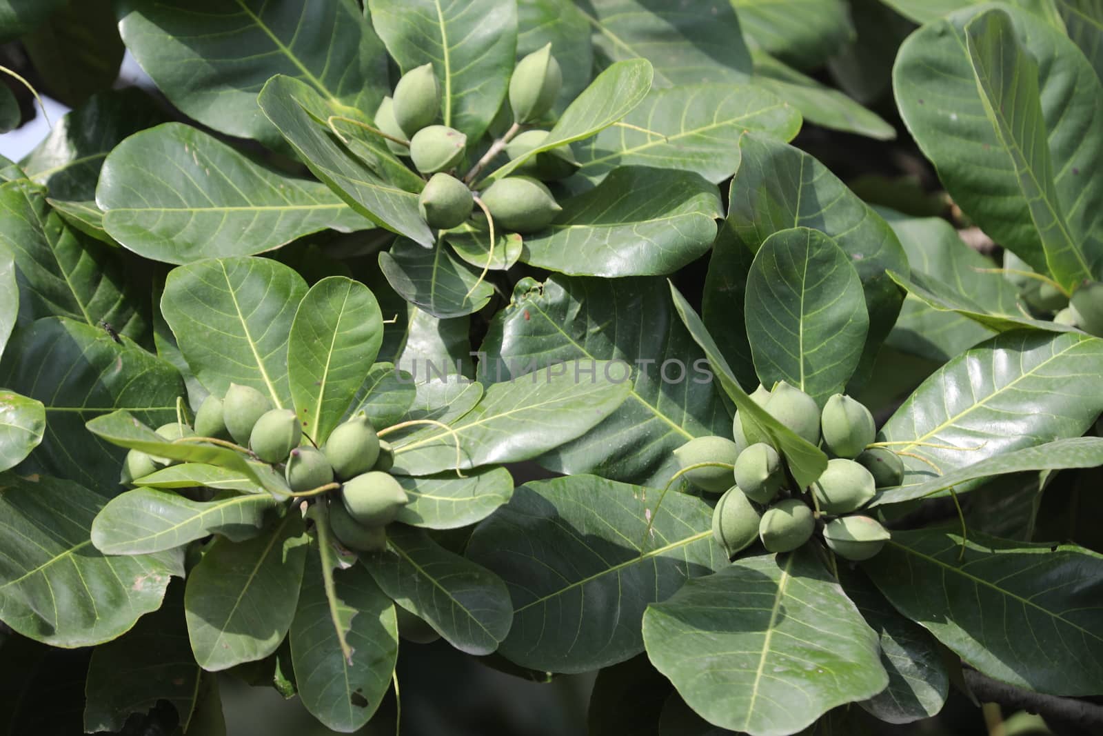 Indian Medicated Fruits