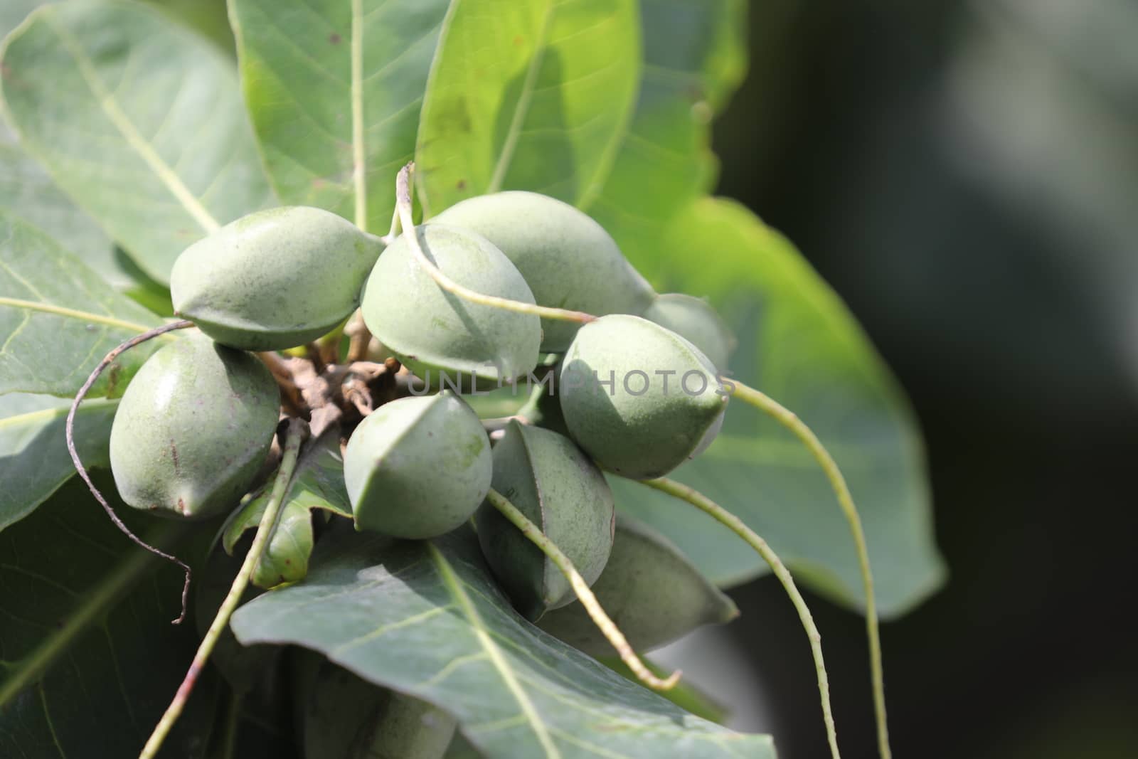 Indian Medicated Fruits