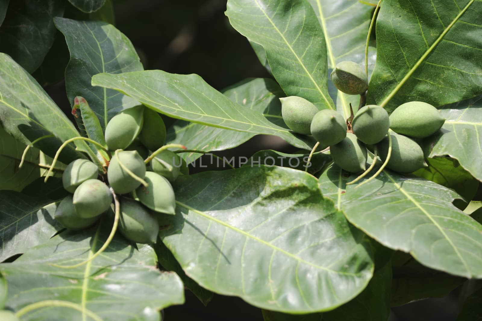 Indian Medicated Fruits
