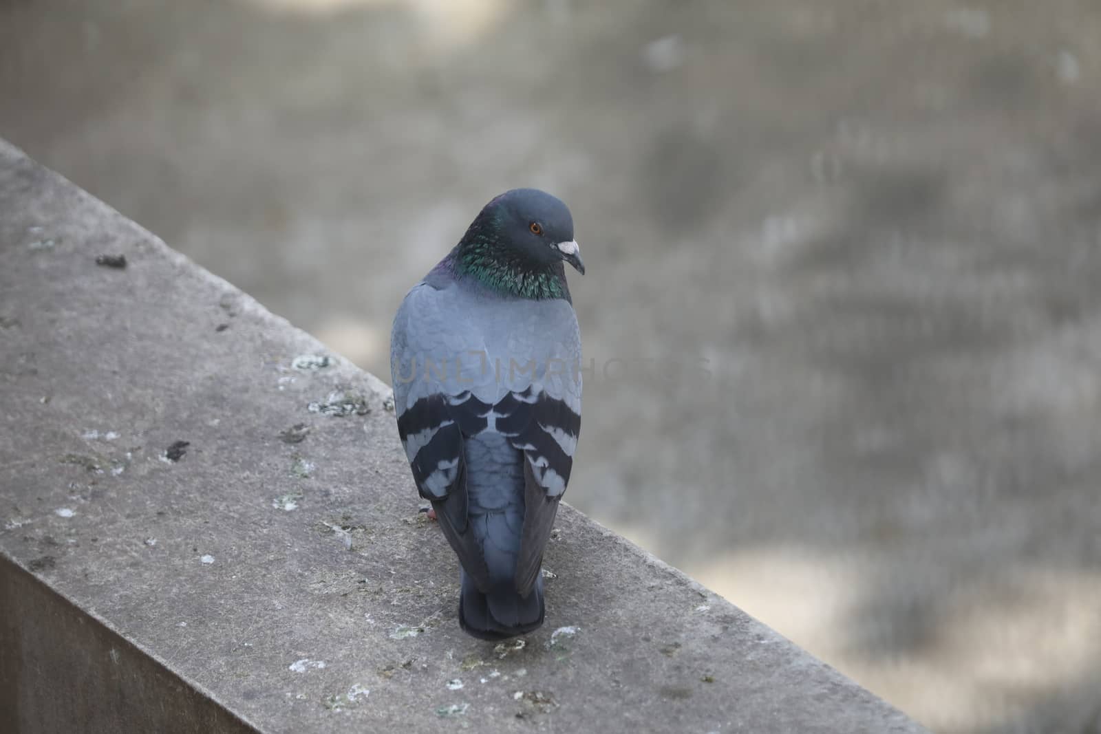 Close up of the Pigeon