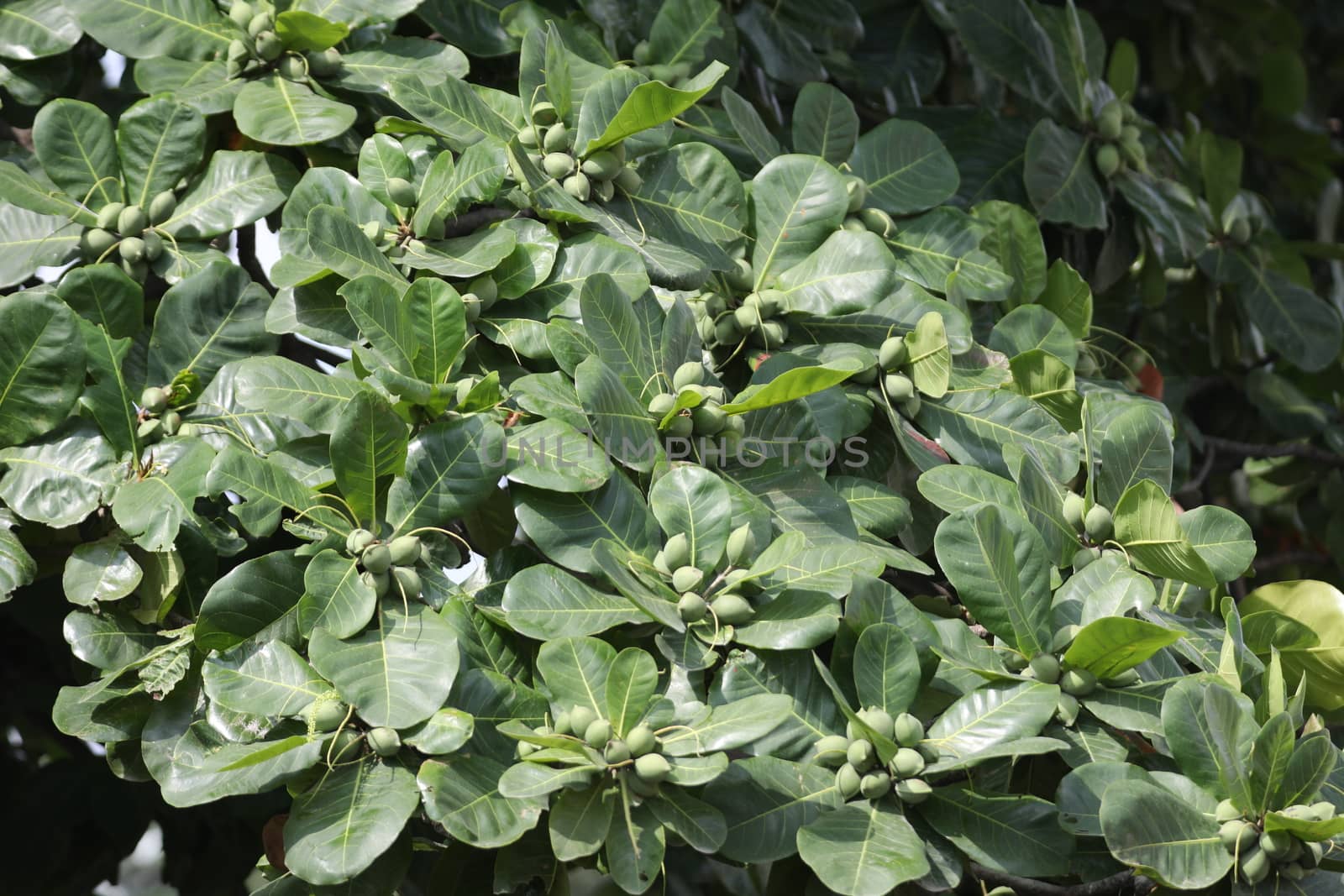 Indian Medicated Fruits