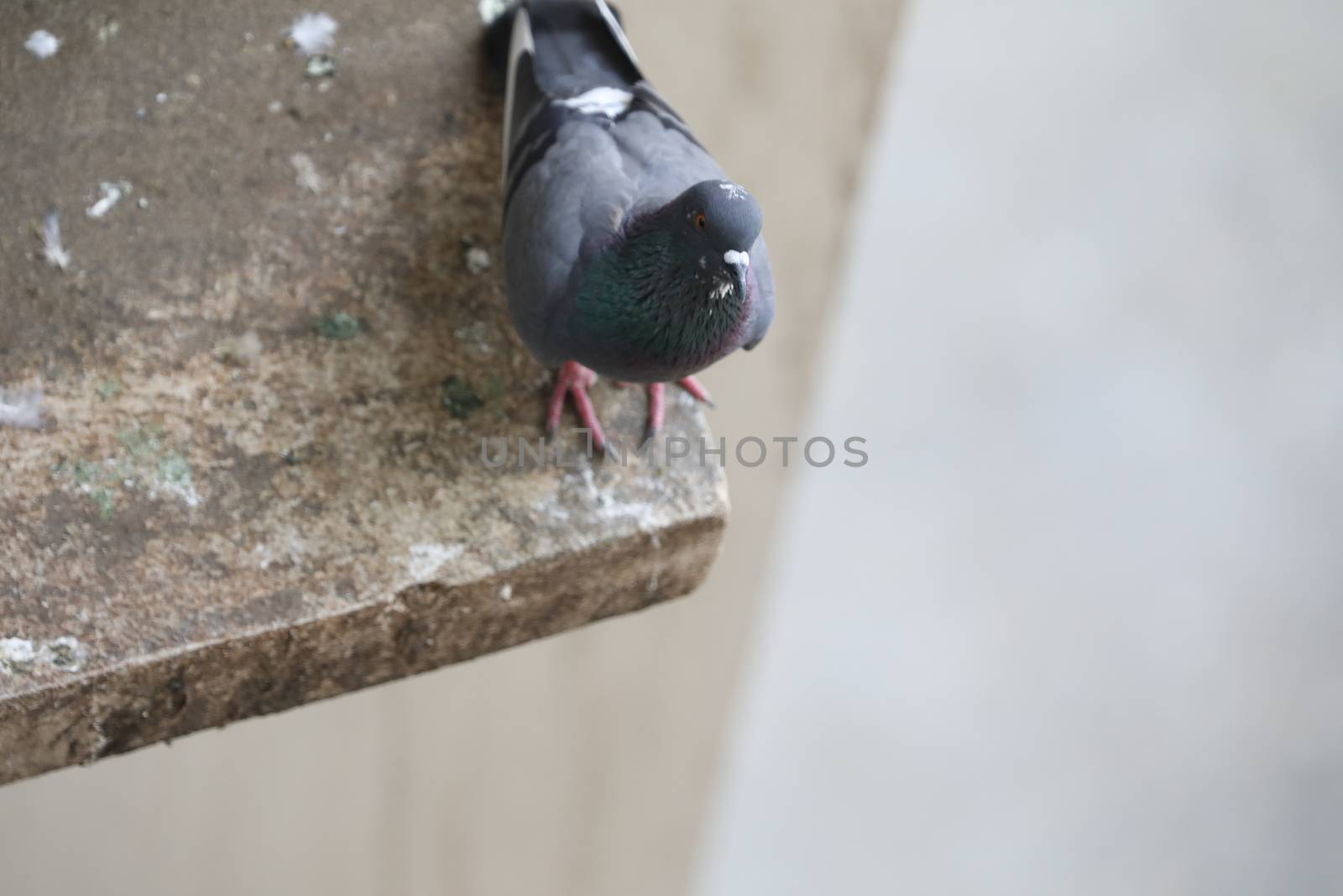 Close up of the Pigeon