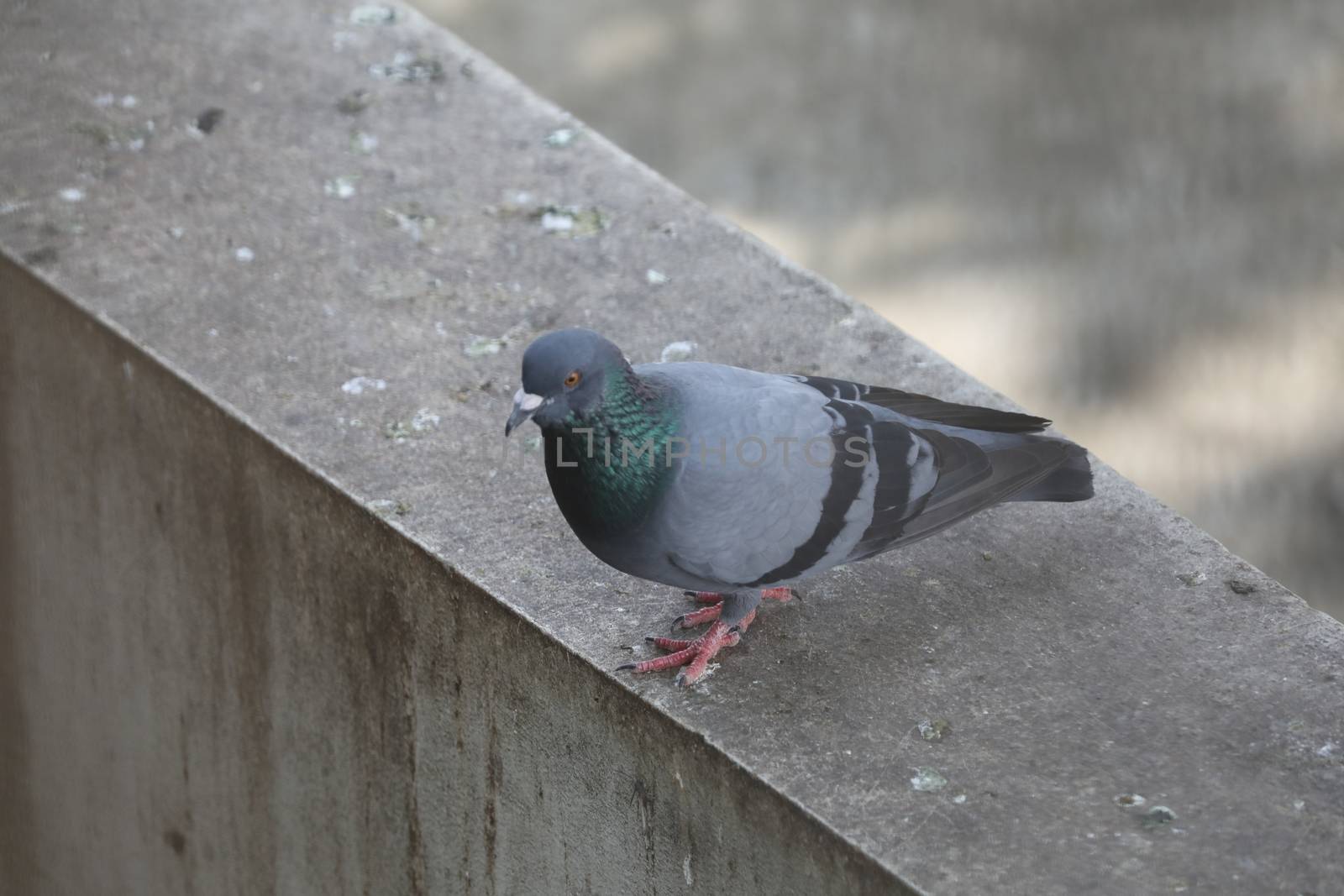 Close up of the Pigeon