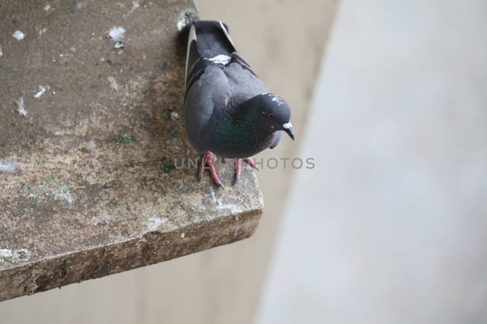 Close up of the Pigeon