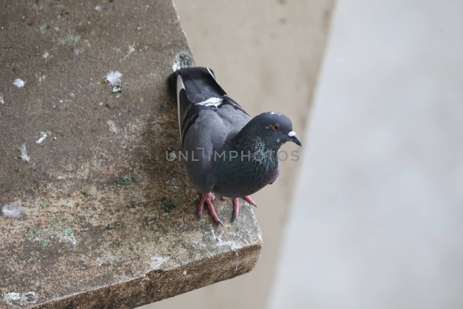 Close up of the Pigeon