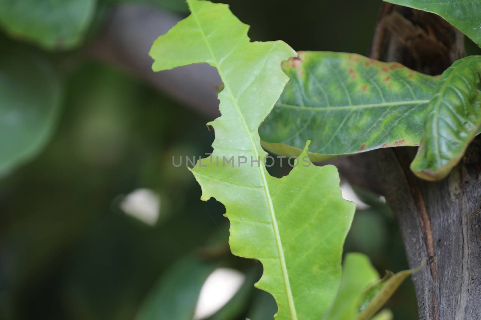 Macro shot of  Medicated Leaf