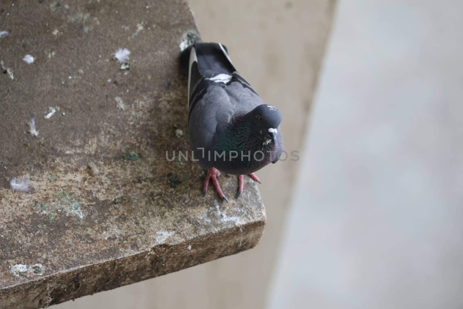 Close up of the Pigeon