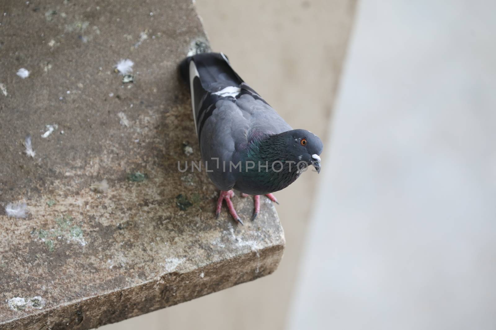 Close up of the Pigeon