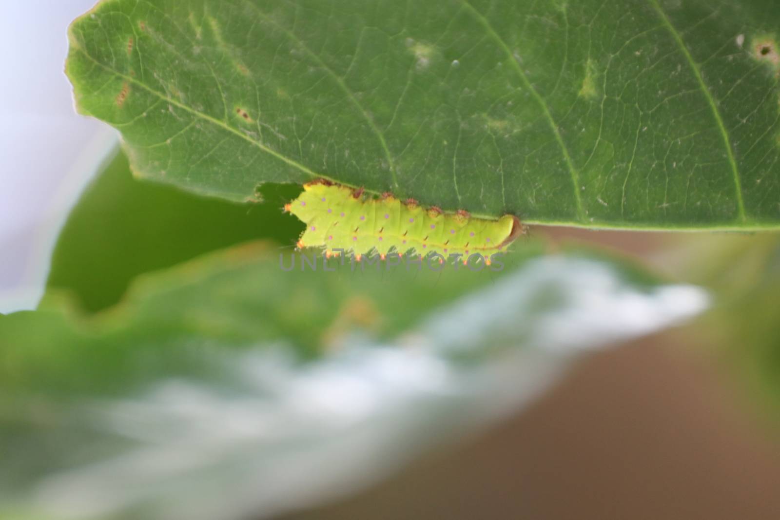 Macro shot of  Medicated Leaf