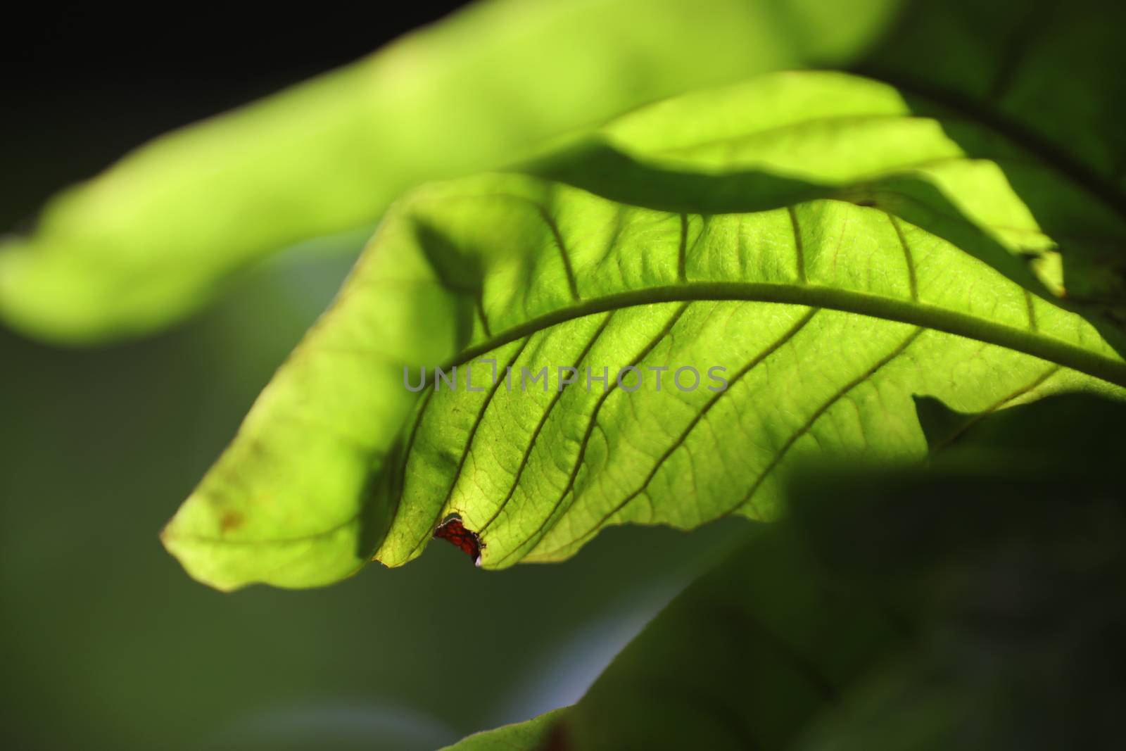 Macro shot of  Medicated Leaf
