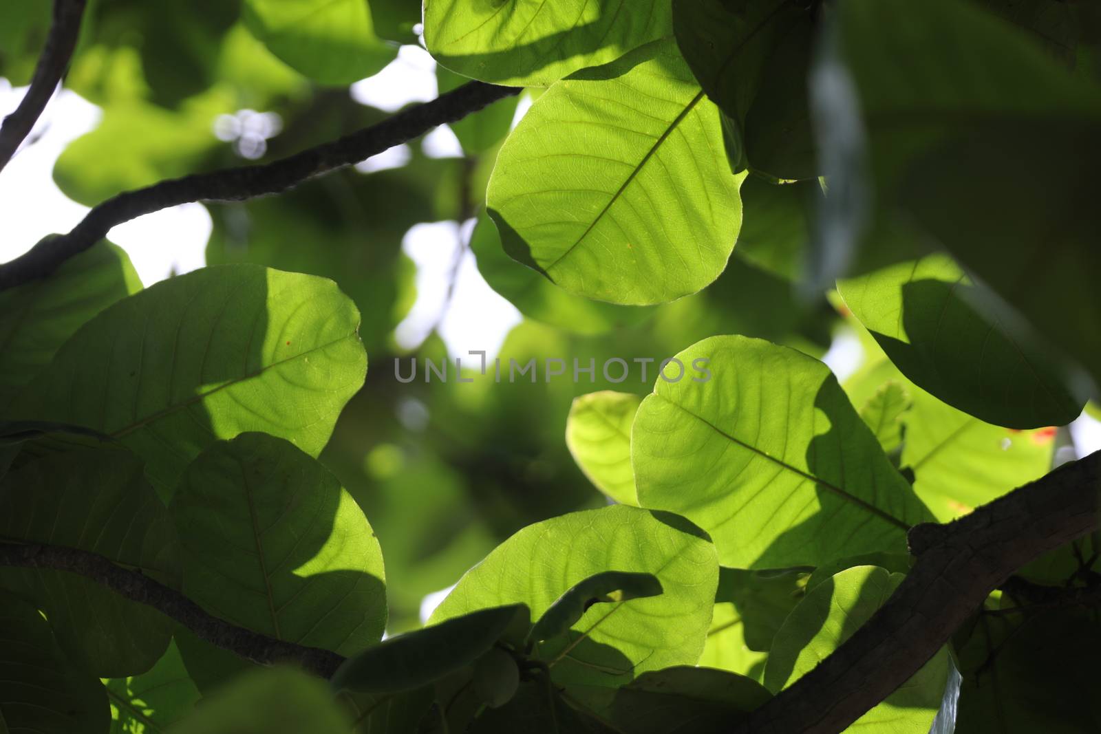 Macro shot of  Medicated Leaf