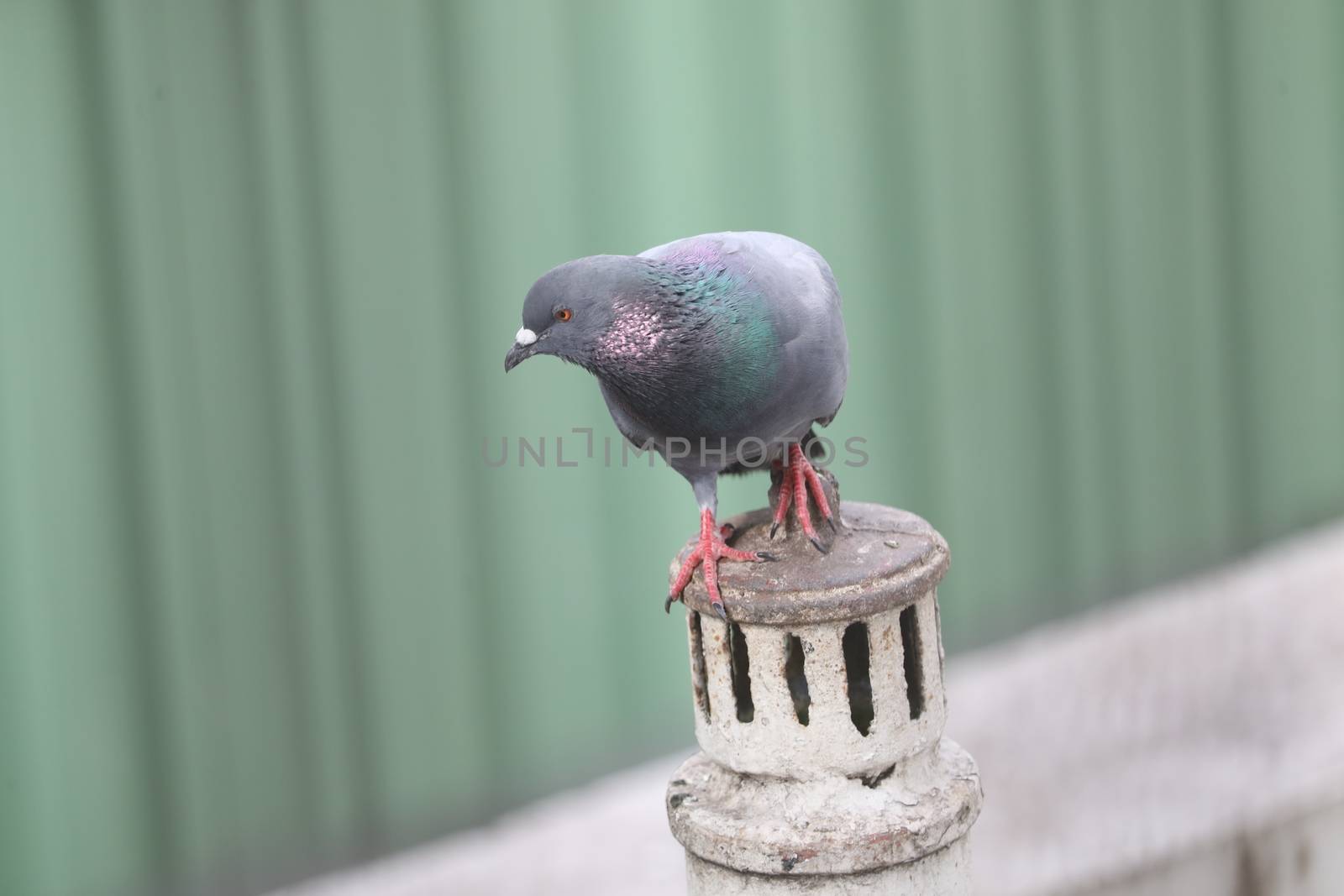 Close up of the Pigeon
