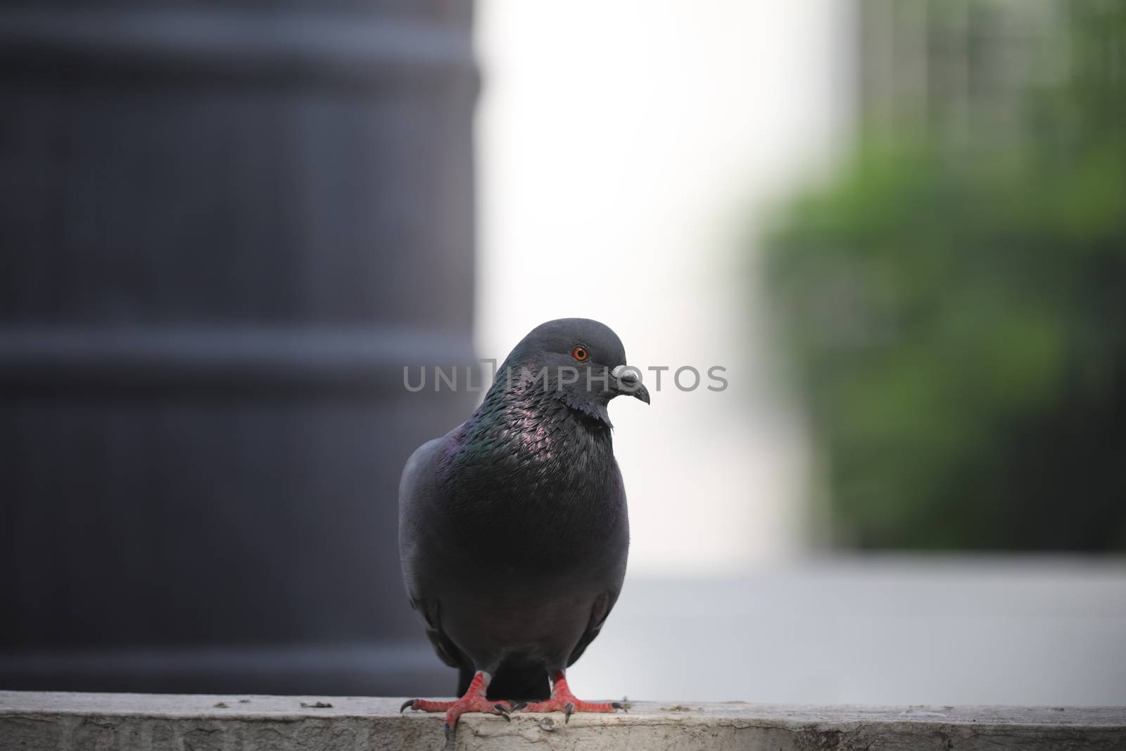 Close up of the Pigeon