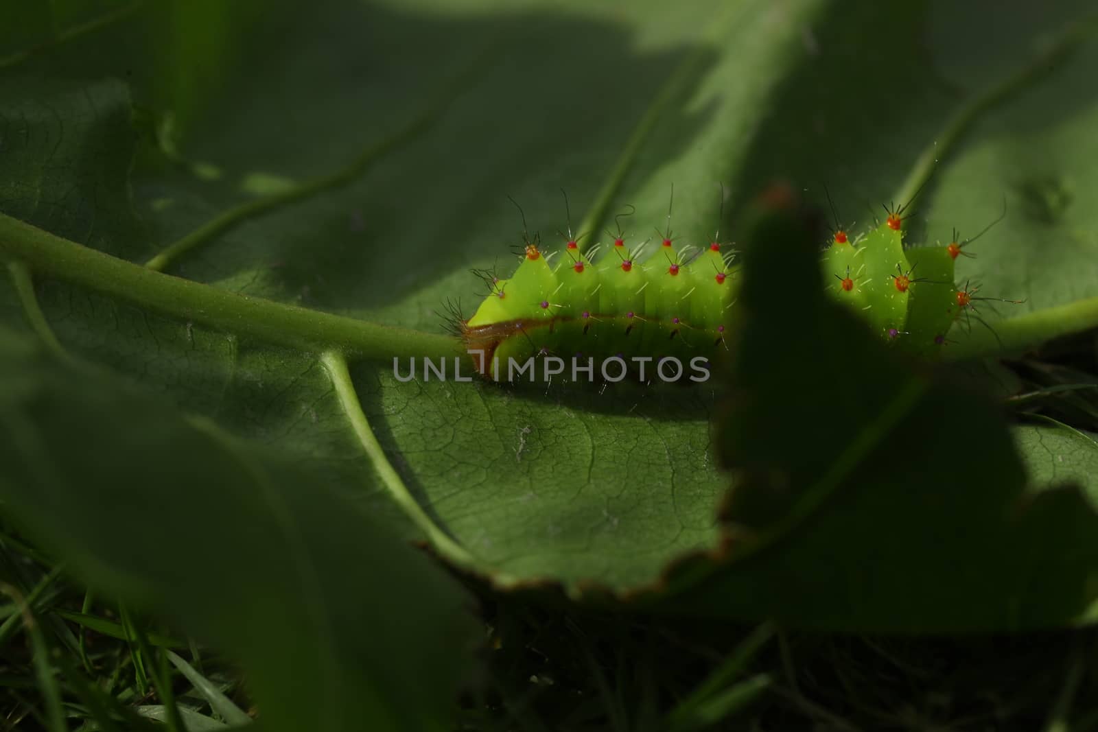 Insect on a Tree by rajastills