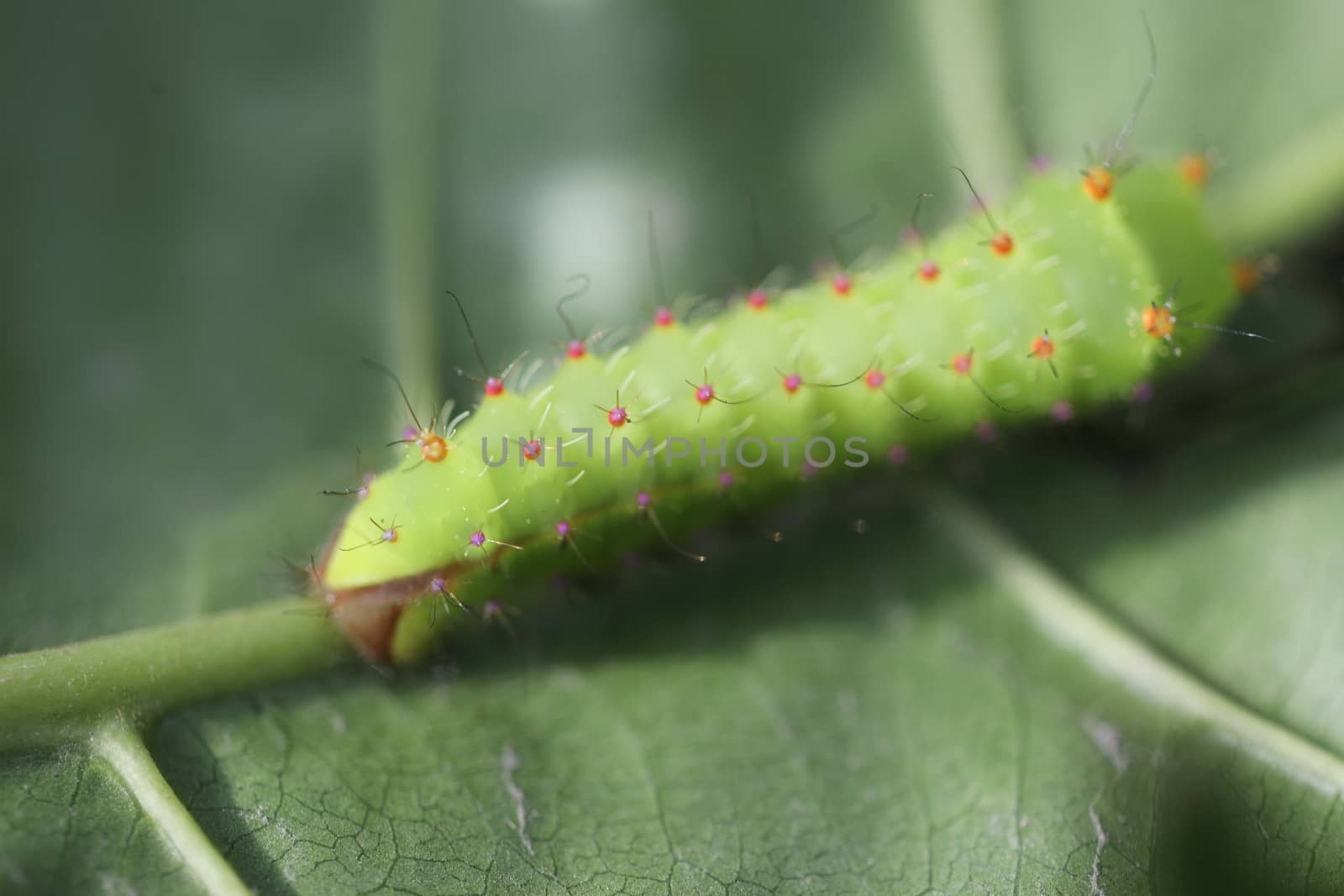 Insect on a Tree by rajastills