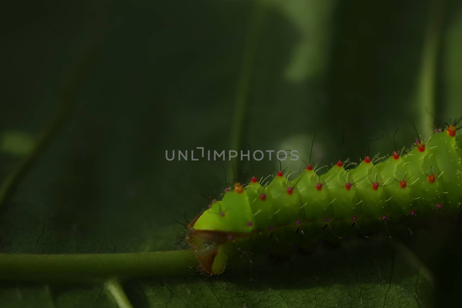 Insect on a Tree