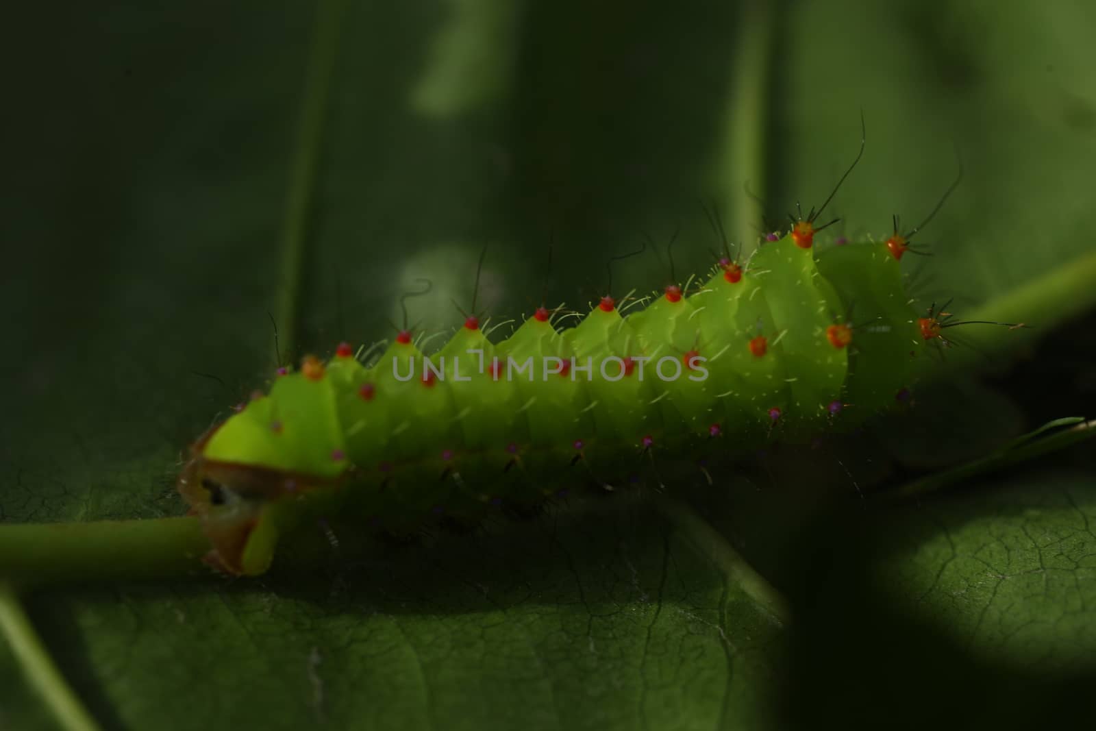 Insect on a Tree