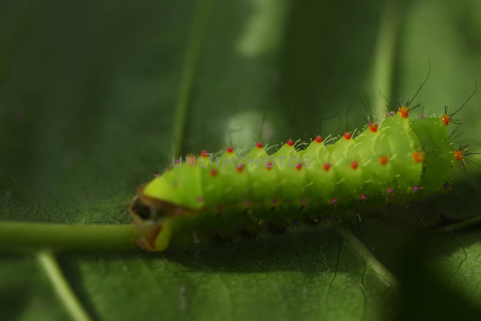 Insect on a Tree