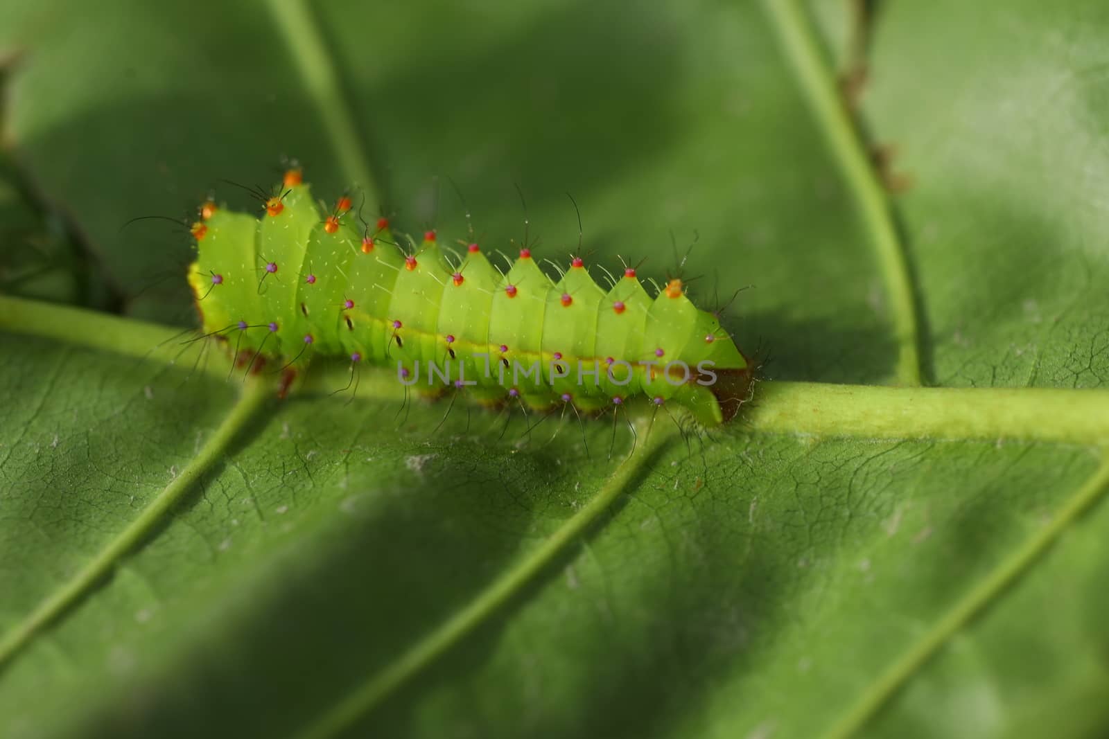 Insect on a Tree