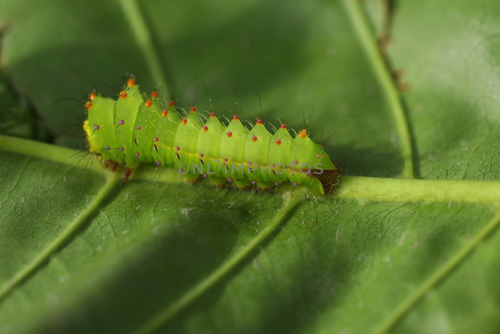 Insect on a Tree