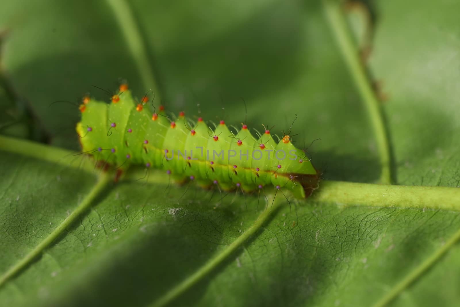 Insect on a Tree by rajastills