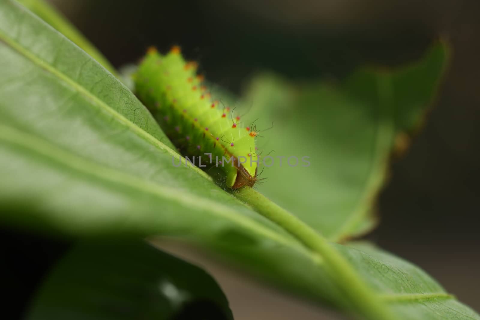 Insect on a Tree