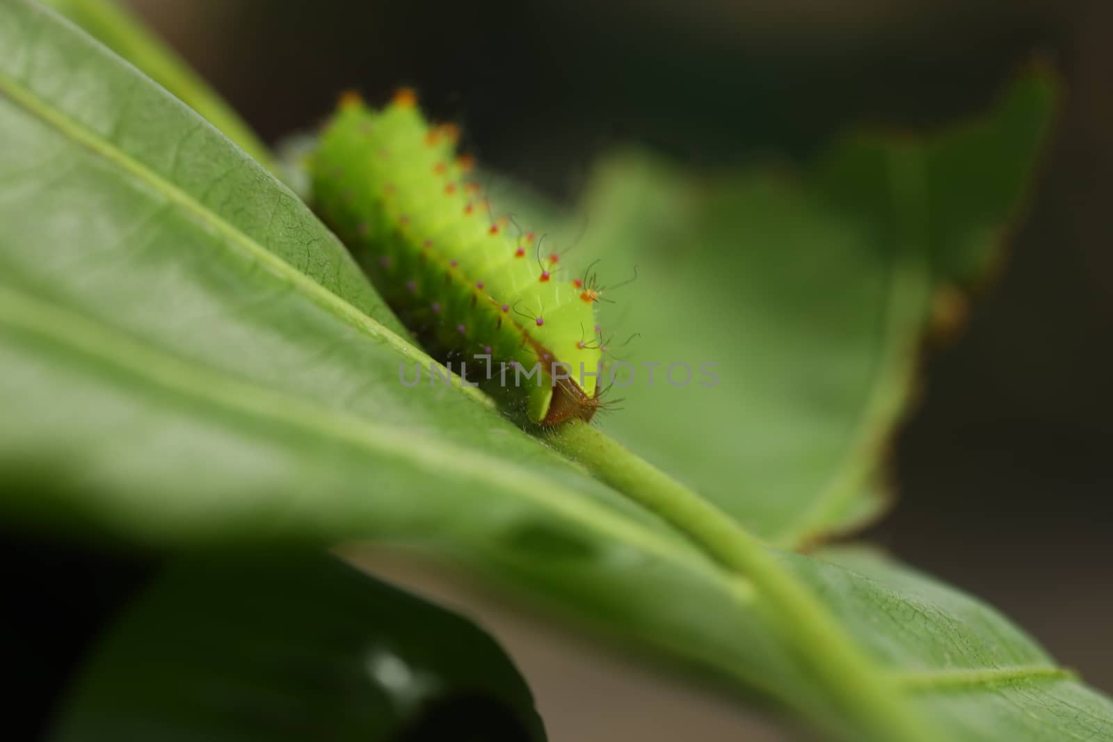 Insect on a Tree