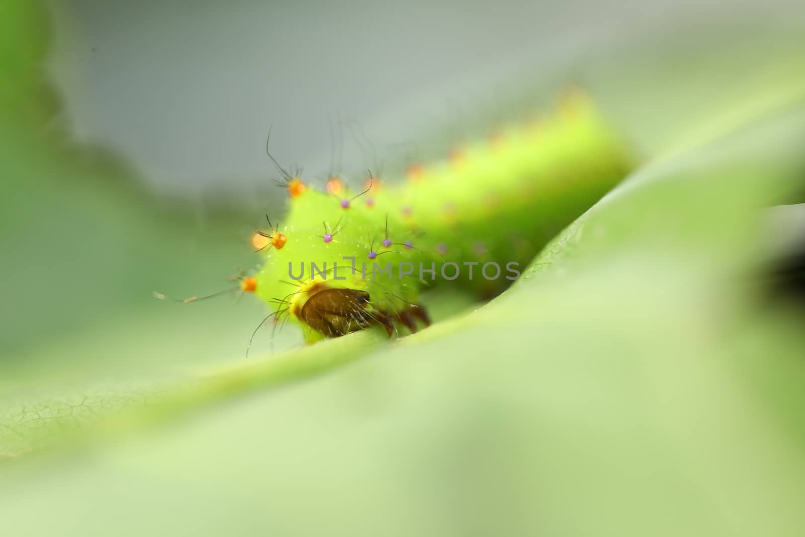 Insect on a Tree