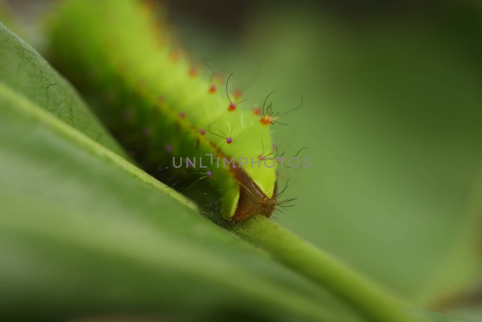 Insect on a Tree