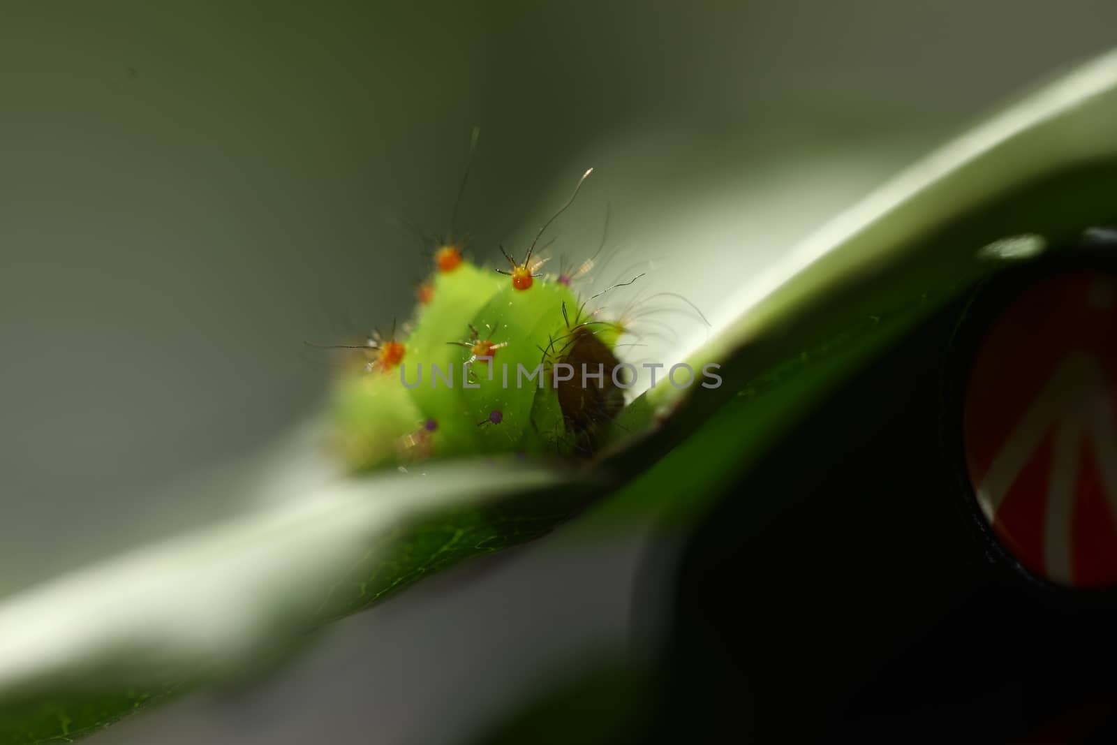 Insect on a Tree by rajastills