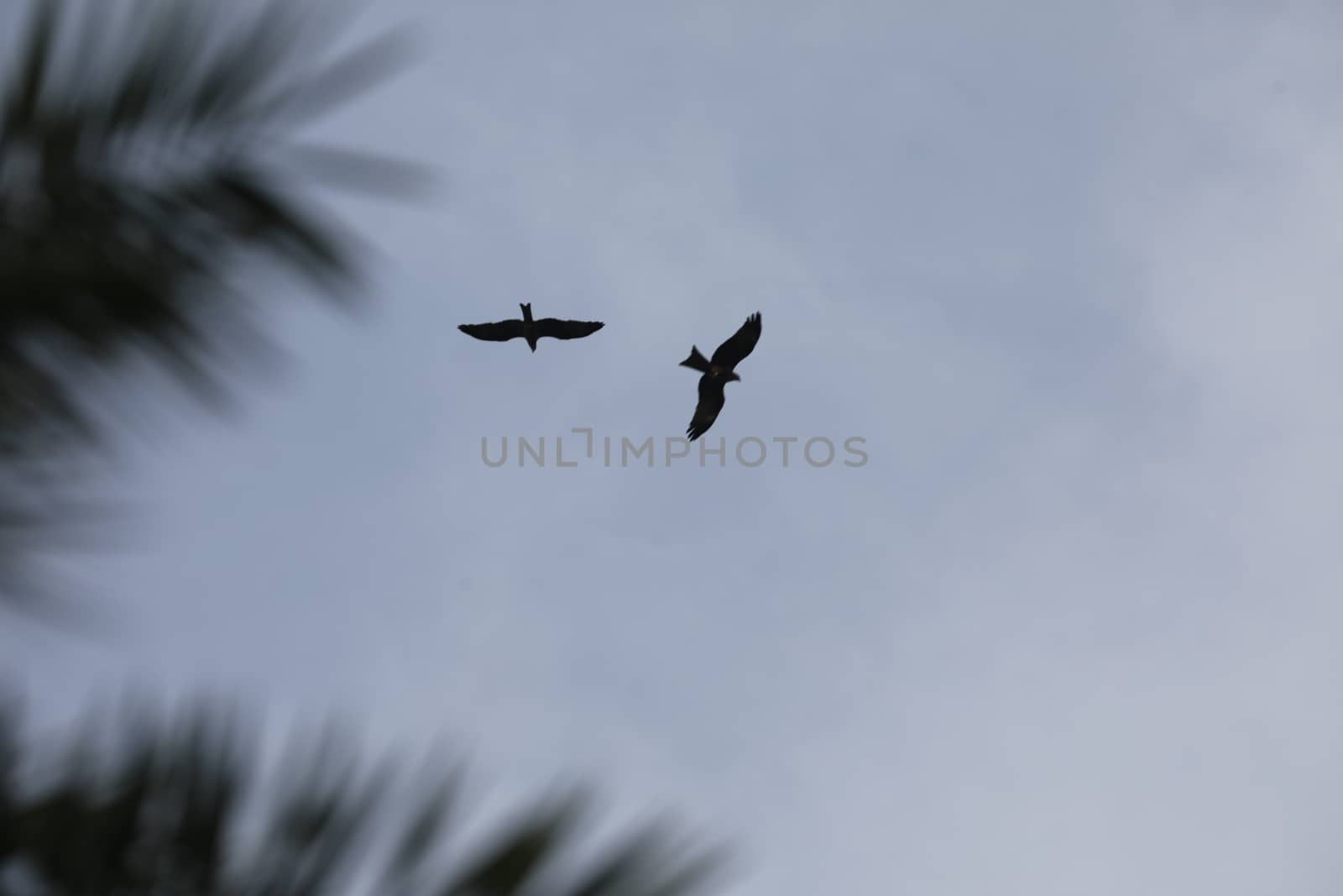 Bird Eagle Flying in the sky