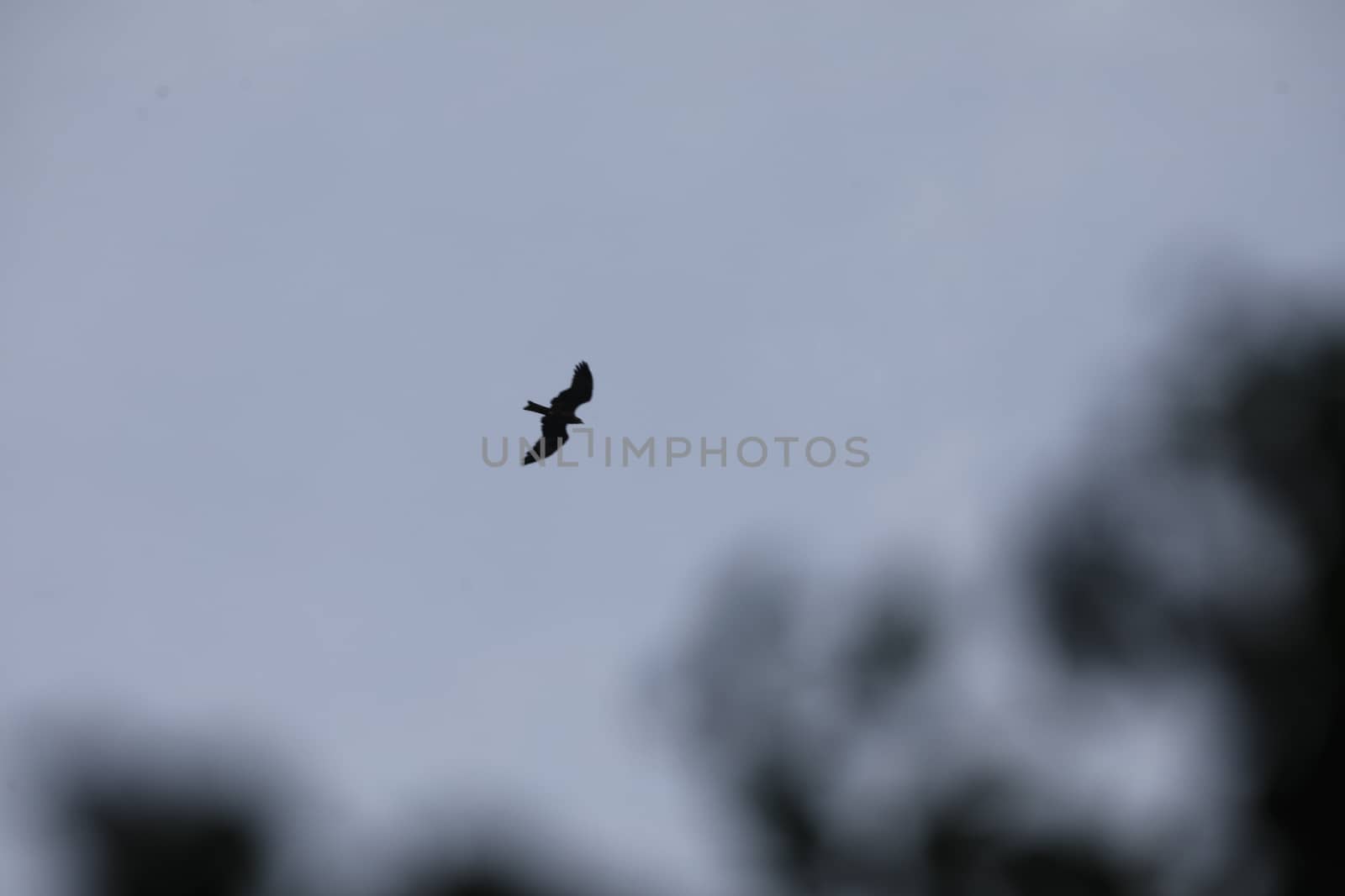 Bird Eagle Flying in the sky