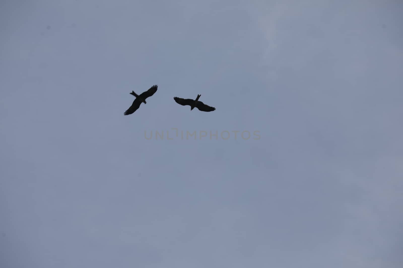Bird Eagle Flying in the sky
