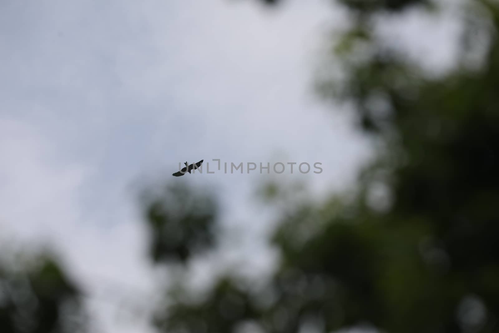 Bird Eagle Flying in the sky