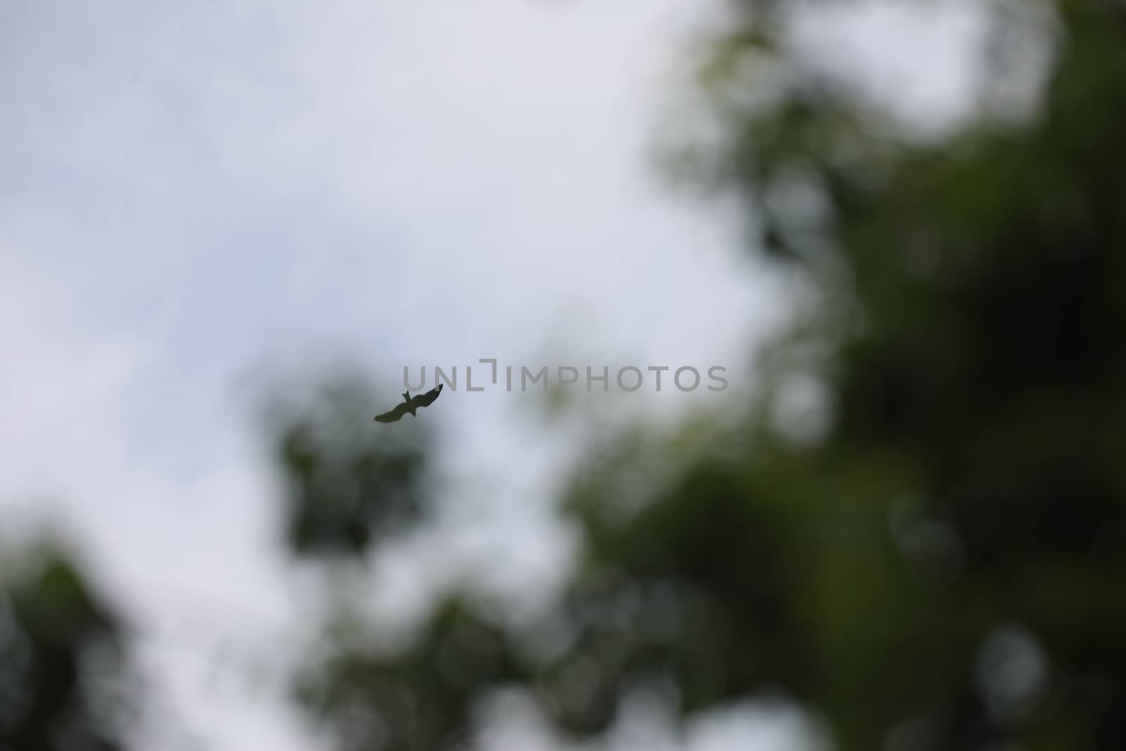 Bird Eagle Flying in the sky