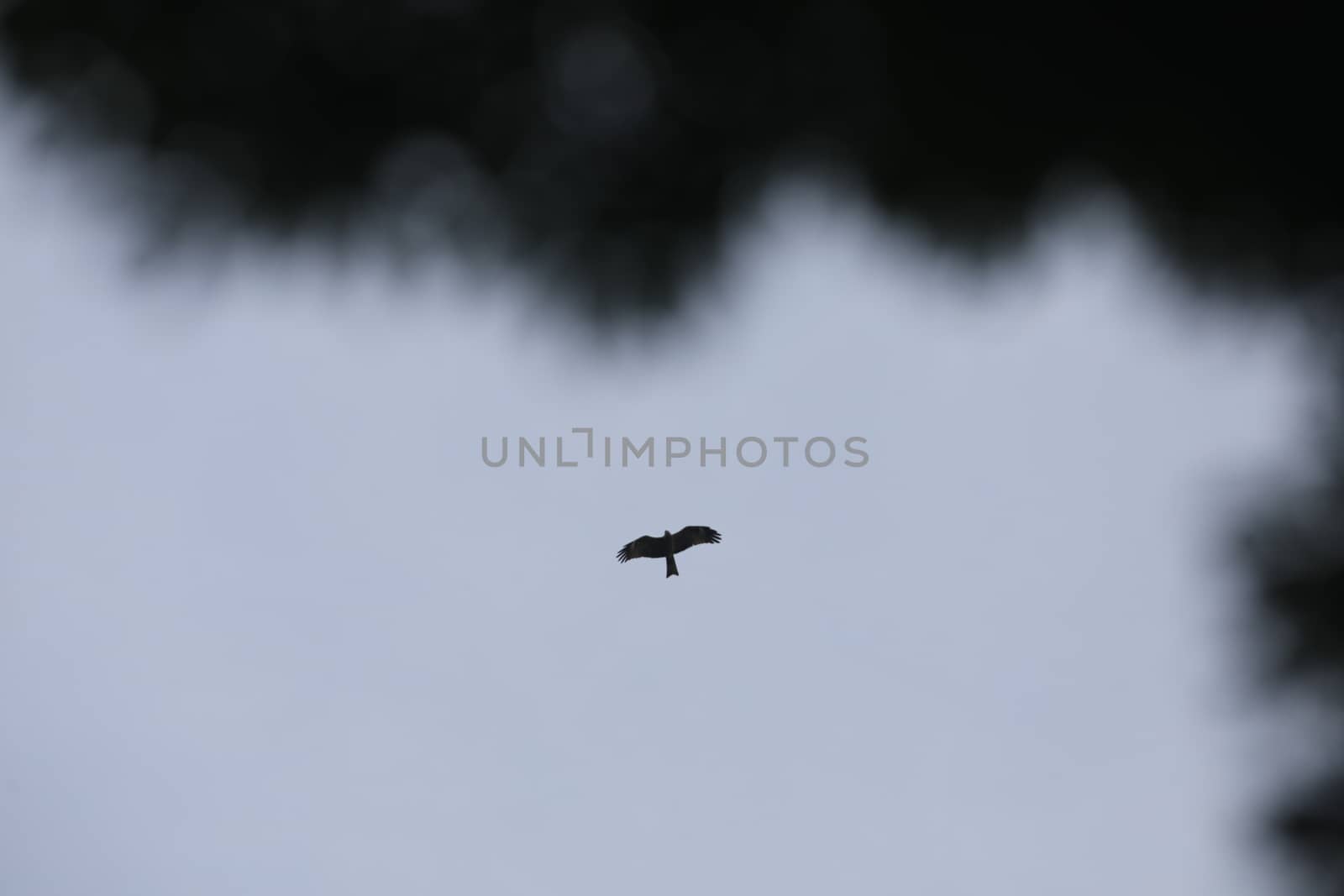 Bird Eagle Flying in the sky