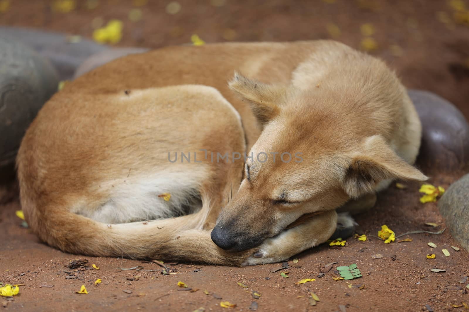 Street Dog sleeping