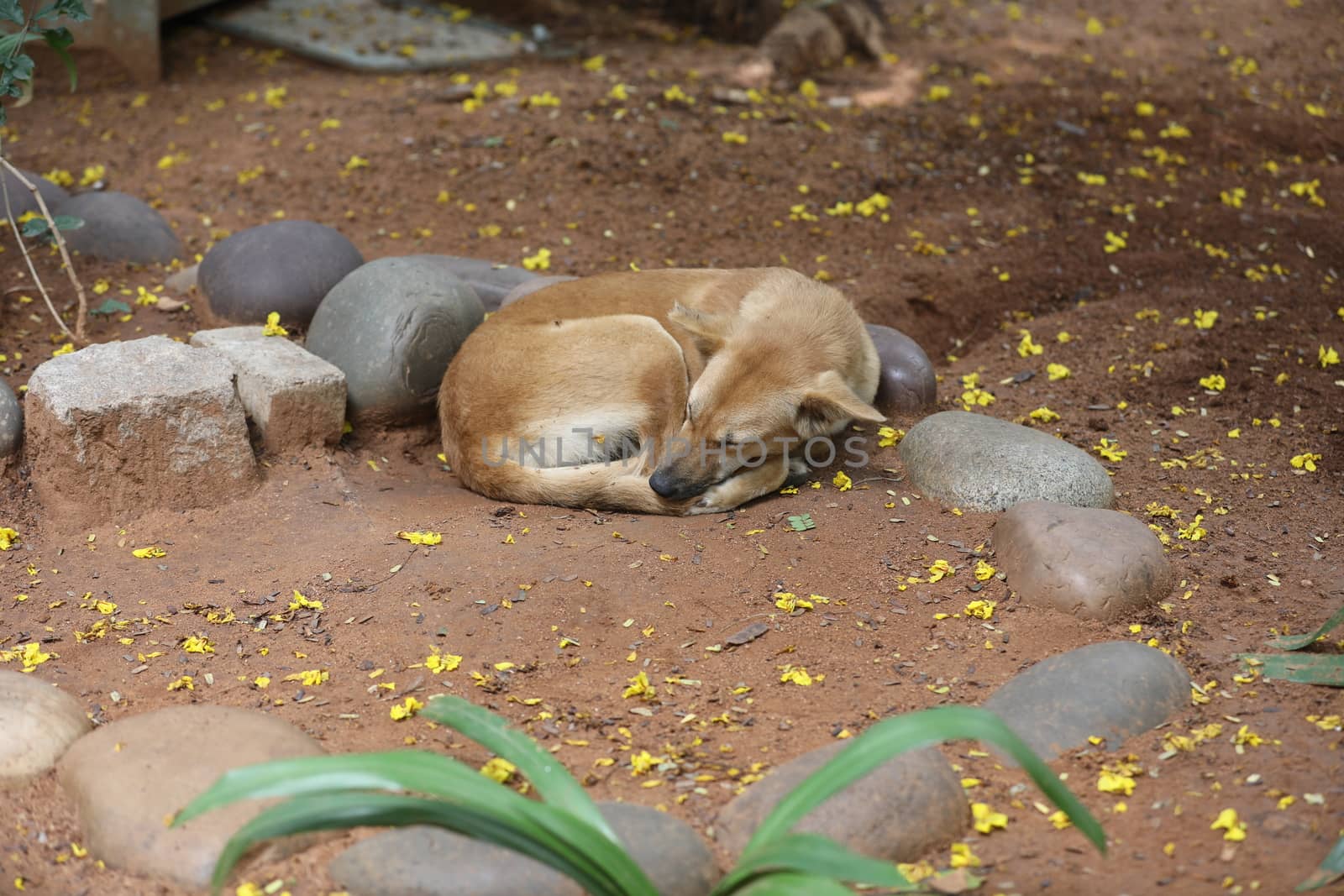 Street Dog sleeping