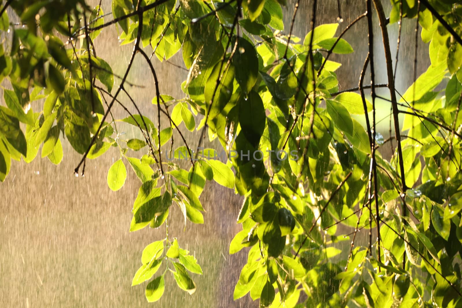 Indian Medicated Plant closeup