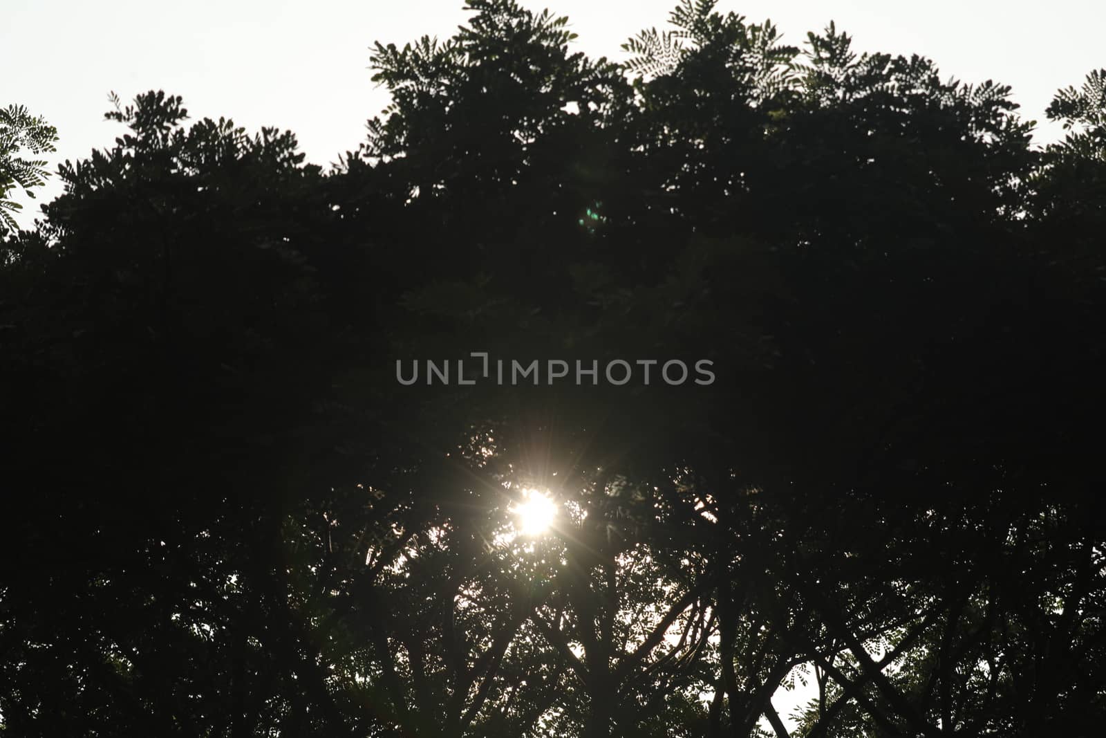 Bird in the Nature