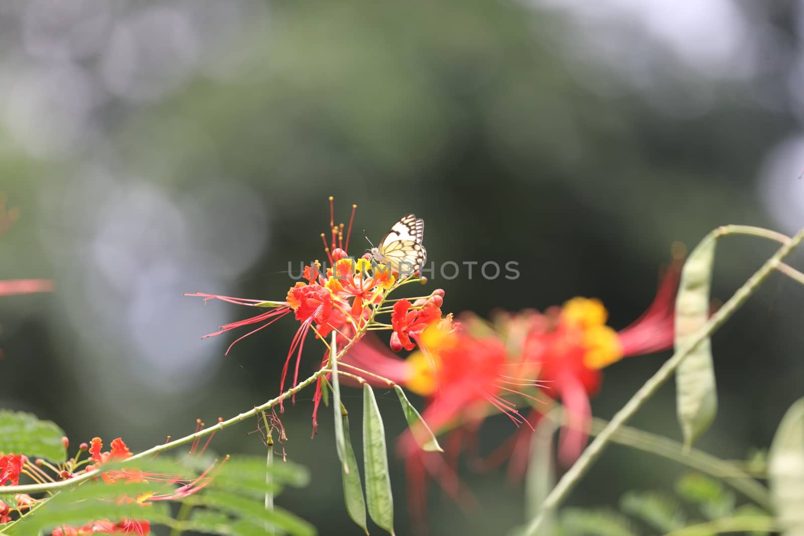 Flowers in the Garden