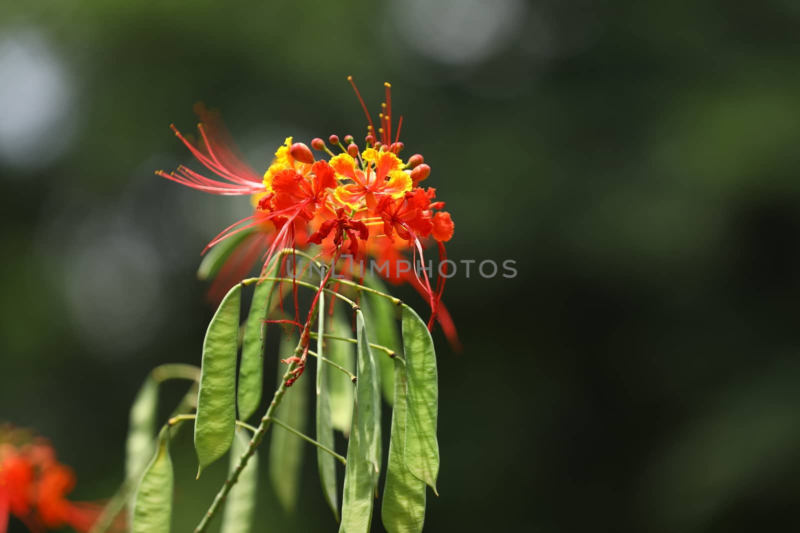 Flowers in the Garden