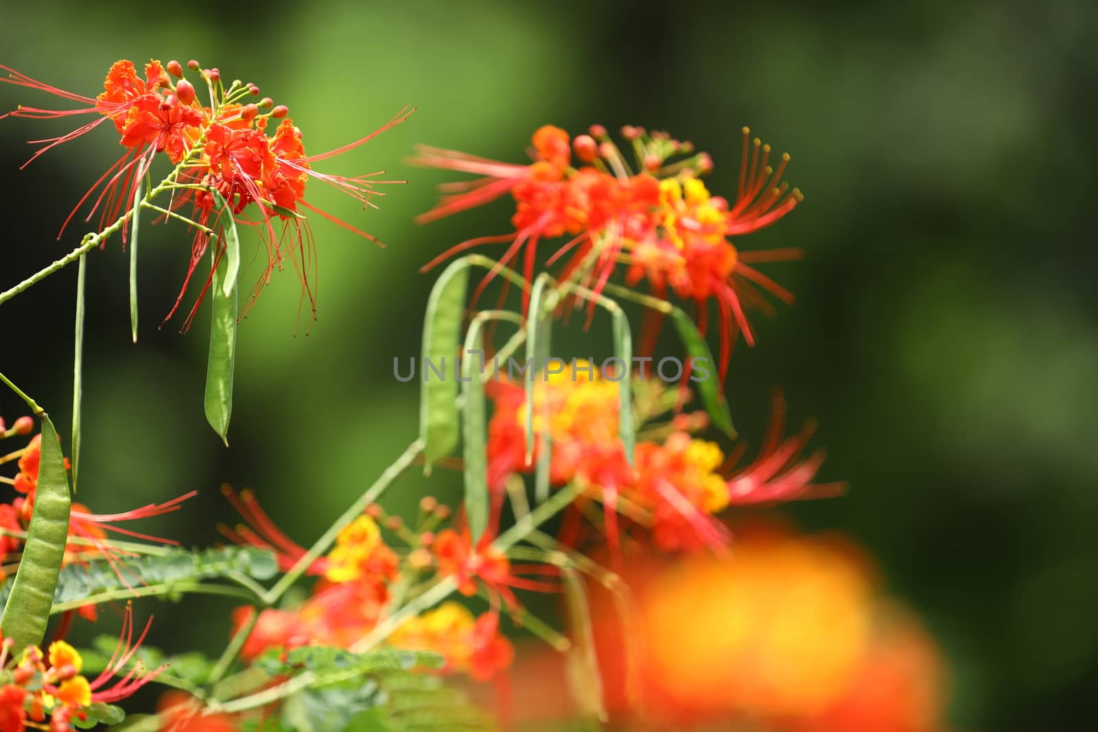 Flowers in the Garden by rajastills