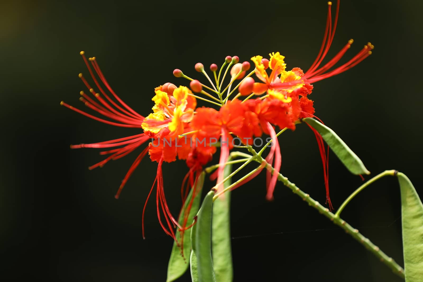 Flowers in the Garden