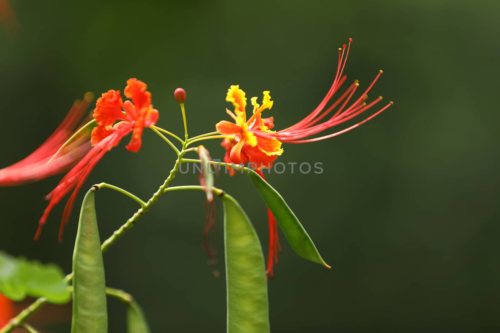 Flowers in the Garden