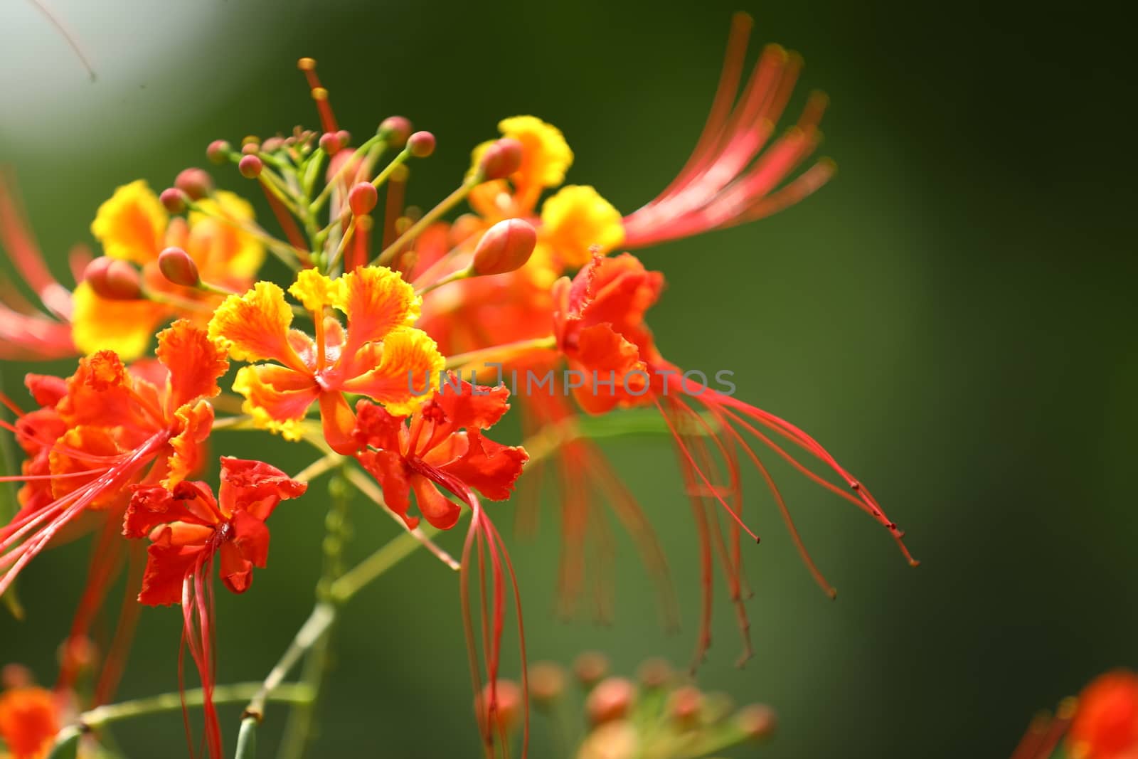 Flowers in the Garden by rajastills