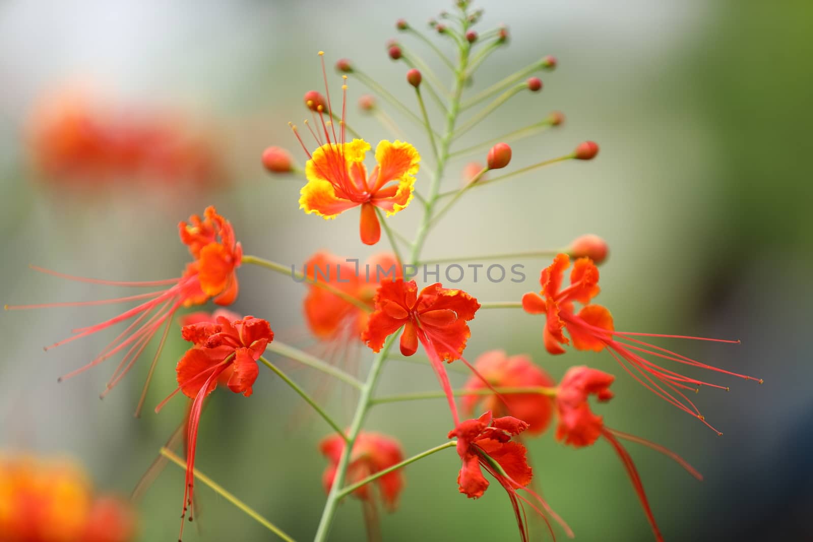 Flowers in the Garden