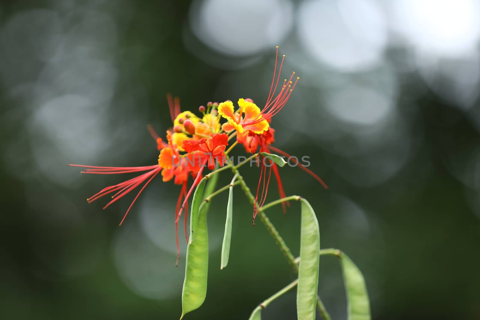 Flowers in the Garden