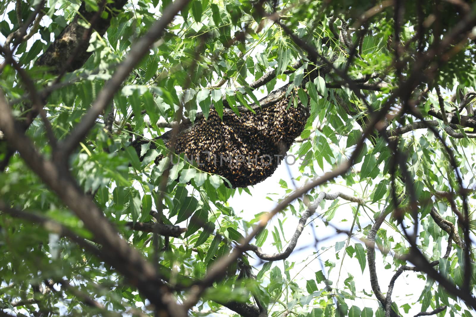 Honeybees In Large Swarm